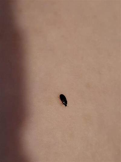 Tiny Black Bugs in Your Home or Yard: Complete Identification and Removal