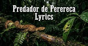 What Does 'Predador De Perereca' Really Mean? Shocking Tiktok Song Lyrics Translated