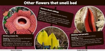 Why Does the 'Flower of Death' Smell Like Rotting Flesh? Inside the Viral Phenomenon