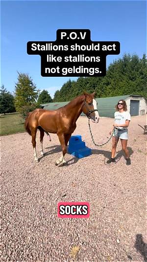 Why Is 'Favorite Stallion' Trending? the Viral Truth Behind Delalicious3 and Tdontran